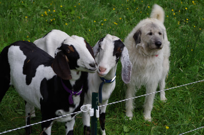 Black and white miniature dairy goats, with their dog 