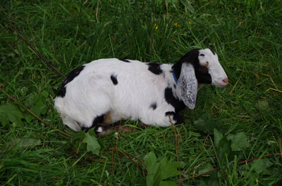 Baby miniature dairy goat lying in the grass 