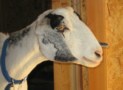 Miniature dairy goat in profile